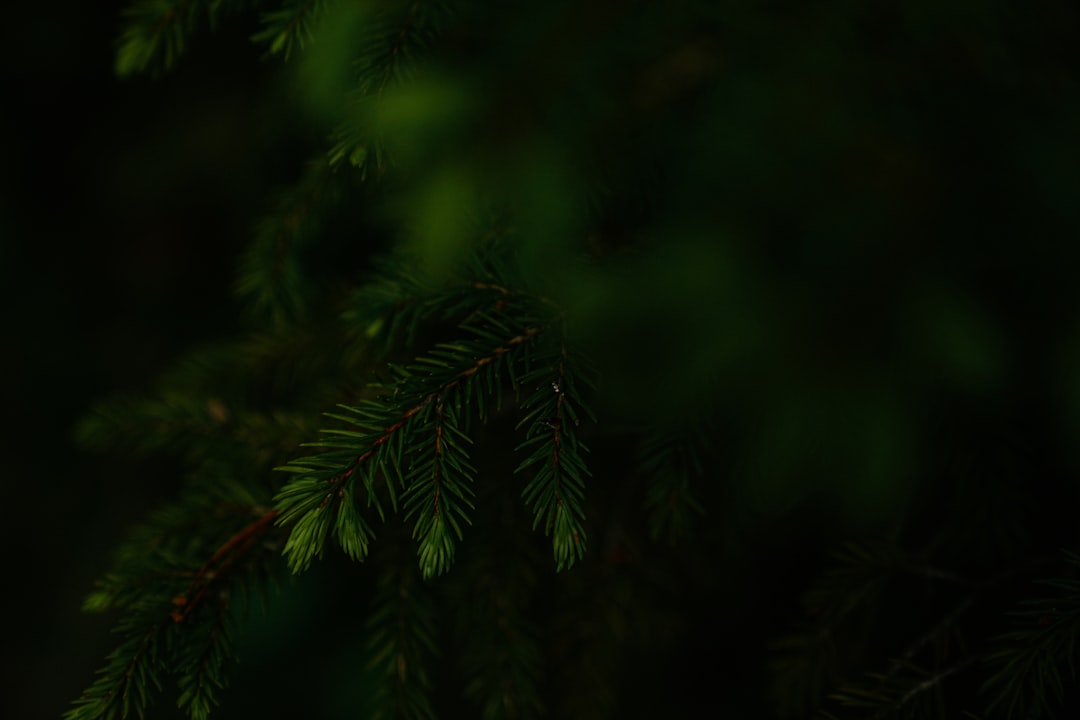 e Daniel: Memahami Fenomena di Dunia Maya