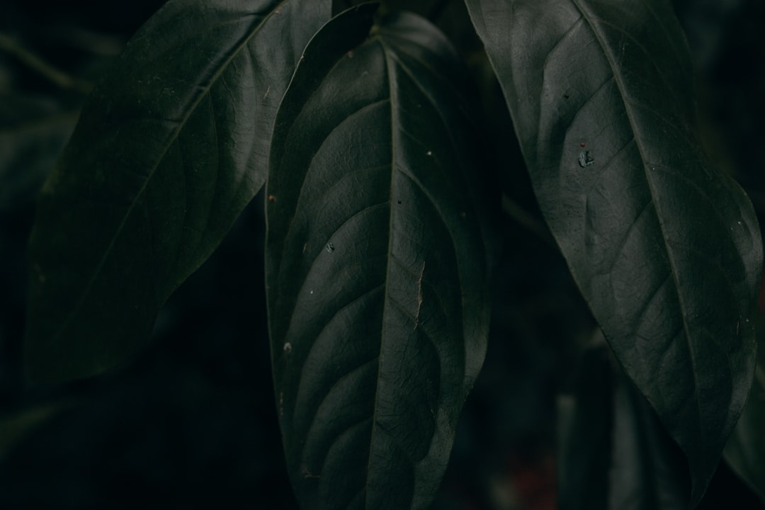 Daniel Caesar Live IG: Pengalaman Interaktif dengan Penggemar